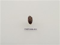 藏品(半翅目(2))的圖片